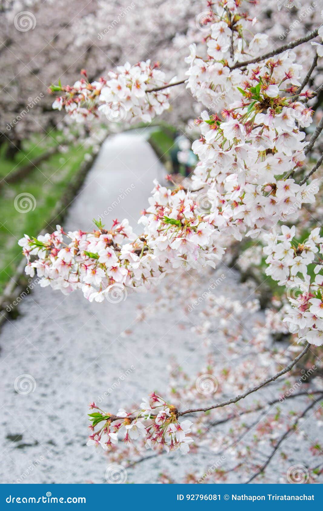 sakura petals covering shingashi river in kawagoe,saitama,japan in spring.create beautiful light pink carpet.